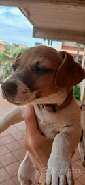 Vendita femminuccia jack russell