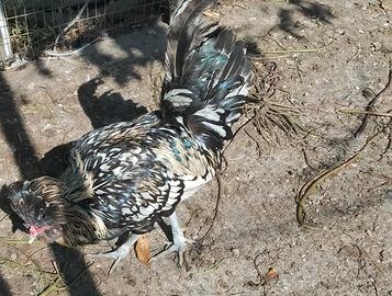Animali