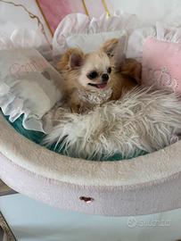 Chihuahua
