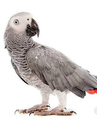 Pappagallo cenerino parlante docile