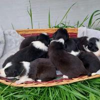 Cuccioli Border Collie