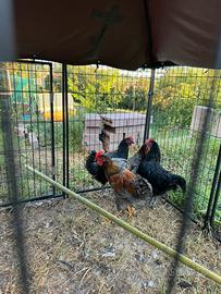 Galli Australourp e Marans
