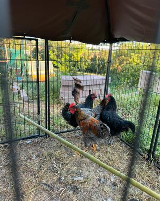Galli Australourp e Marans