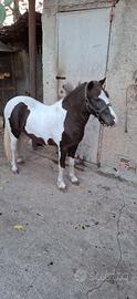 Pony maschio 
