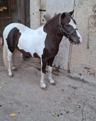 Pony maschio 