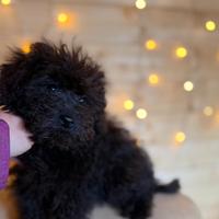 Teddy Cucciolo barboncino mini