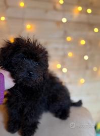 Teddy Cucciolo barboncino mini