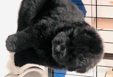 Cuccioli di terranova