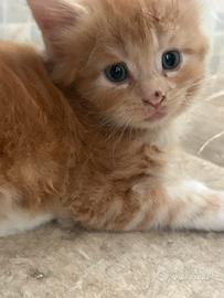 Maine coon