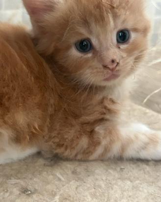 Maine coon