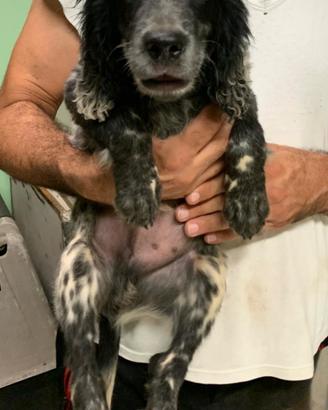 Setter inglese