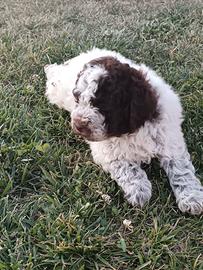 Lagotto romagnolo 