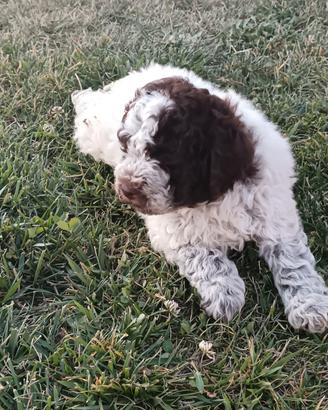 Lagotto romagnolo 