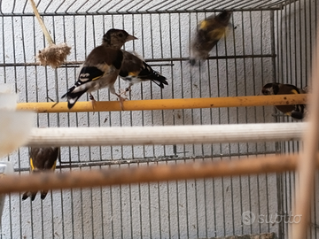 Lucherini testa nera