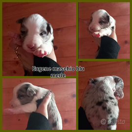 Border collie cuccioli