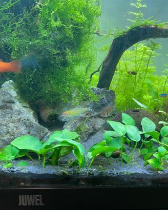Piante acquatiche