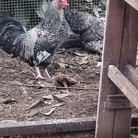 Galline nane