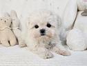 cucciolo-di-maltese-con-pedigree