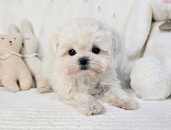 Cucciolo di Maltese con Pedigree