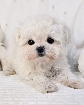 Cucciolo di Maltese con Pedigree