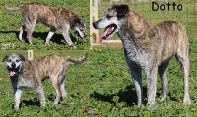 Dotto, diversamente giovane e pieno di vita