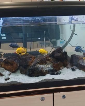 acquario cayman 230litri completo