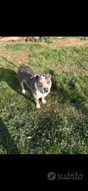 Pitbull