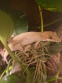 Due femmina geco Rhacodactylus sarasinorum
