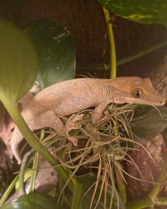 Due femmina geco Rhacodactylus sarasinorum