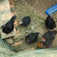 Galli e galline a Vigevano marans e incroci