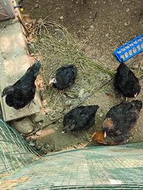 Galli e galline a Vigevano marans e incroci