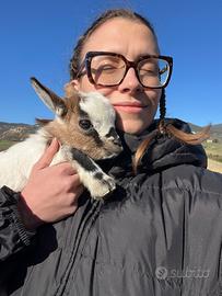 Caprette tibetane