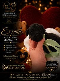 Cucciolo teacup barboncino