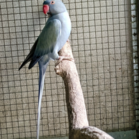 Coppia parrocchetti dal collare riproduttivi