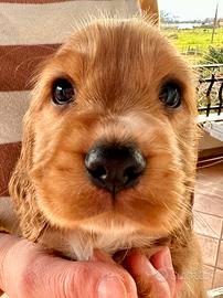 Cuccioli di Cocker Spaniel