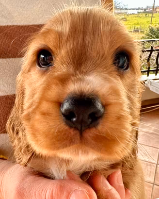 Cuccioli di Cocker Spaniel