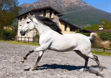 Cavallo ispano arabo