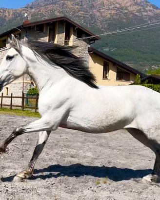 Cavallo ispano arabo