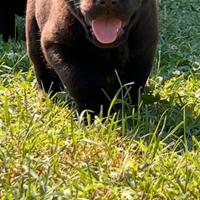 Cuccioli Labrador