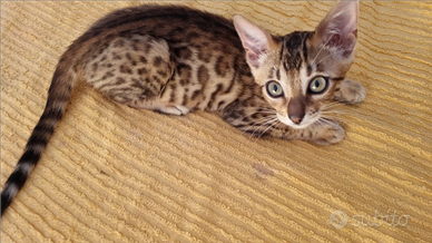 Bengala cucciolo