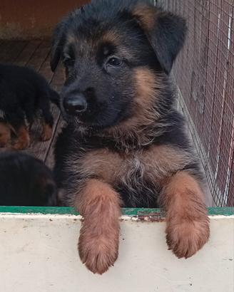 Cuccioli di pastore tedesco