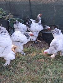 gallo brahma 