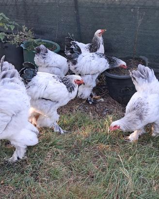 gallo brahma 