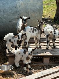 Capretta nana tibetana mini pezzata