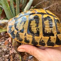 Tarta femmina riproduttiva