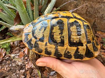 Tarta femmina riproduttiva