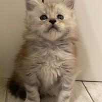 Cuccioli gatti Maine Coon pedigree
