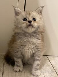 Cuccioli gatti Maine Coon pedigree