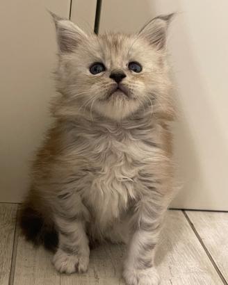 Cuccioli gatti Maine Coon pedigree