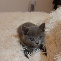 Cuccioli di certosino